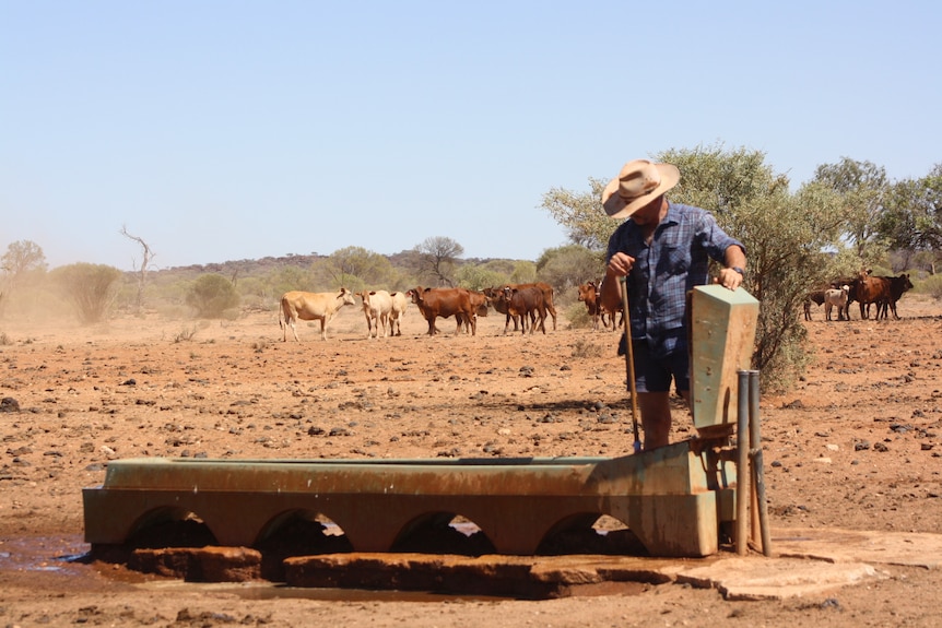 A man sweeping out a cattle trough with cattle in the background