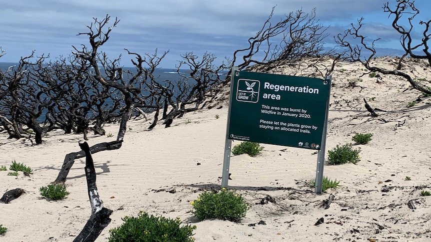 Un projet de science citoyenne espère stimuler le tourisme sur l’île Kangourou tout en suivant la reprise des feux de brousse