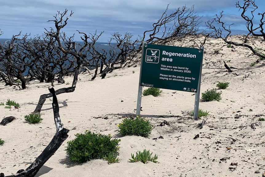 Blackened trees near the ocean, with a sign telling people it's a regeneration area.