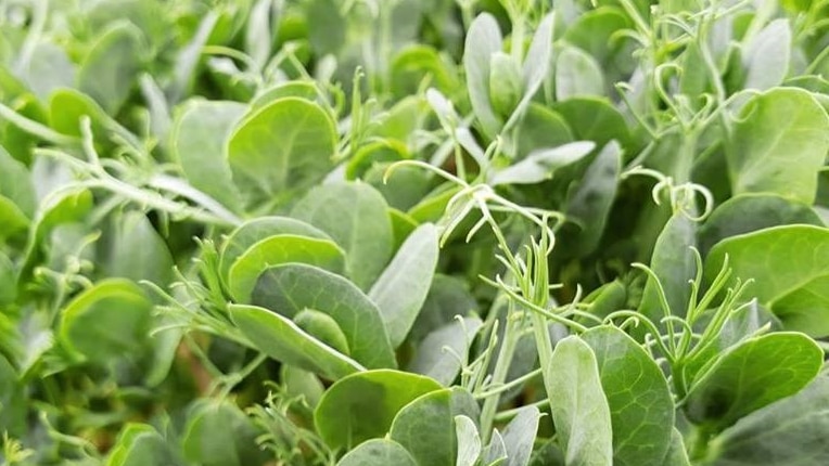 Close-up shot of small green edible plants.