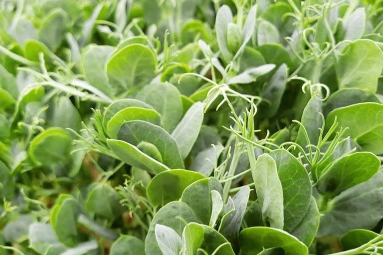 Close-up shot of small green edible plants.