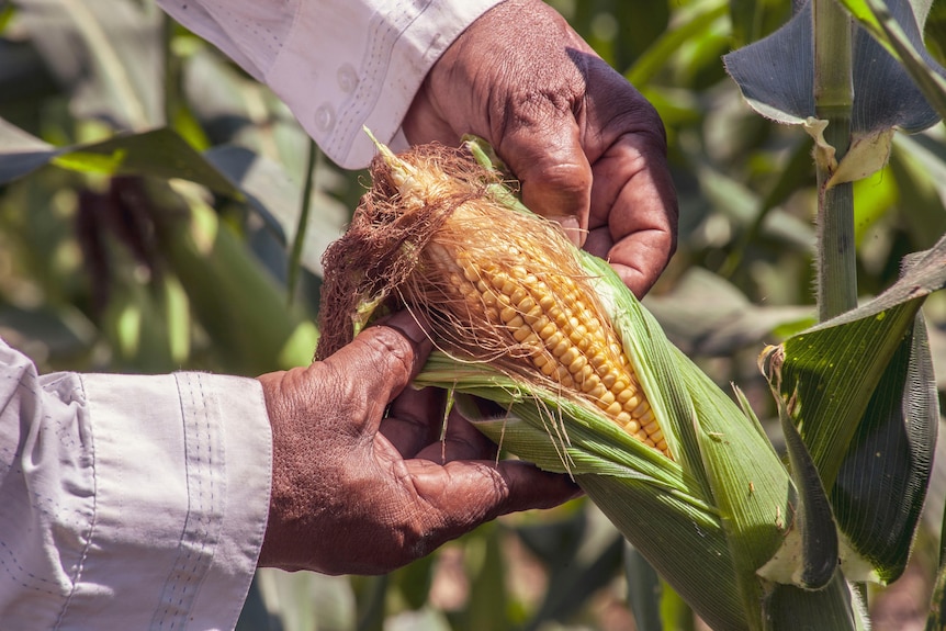 A person opens a corn's covering to check if it's ripe. 