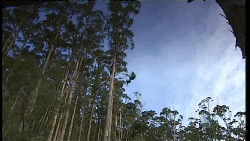 A low angle view of a timber plantation.