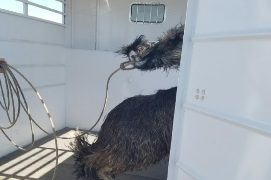 Authorities capture emu after it runs wild on Arizona road. October 21, 2016.