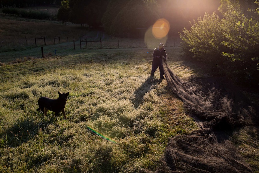 Sunrise backlights a dewy paddock as the orchardist wrangles nets, watched by his dog.