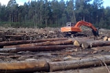 Logging machinery sits among logged trees in the Sylvia Creek Forest