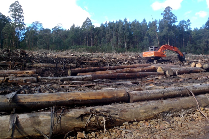 Logging machinery sits among logged trees in the Sylvia Creek Forest