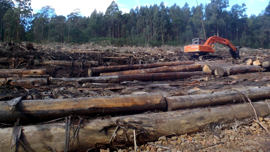 Logging machinery sits among logged trees in the Sylvia Creek Forest