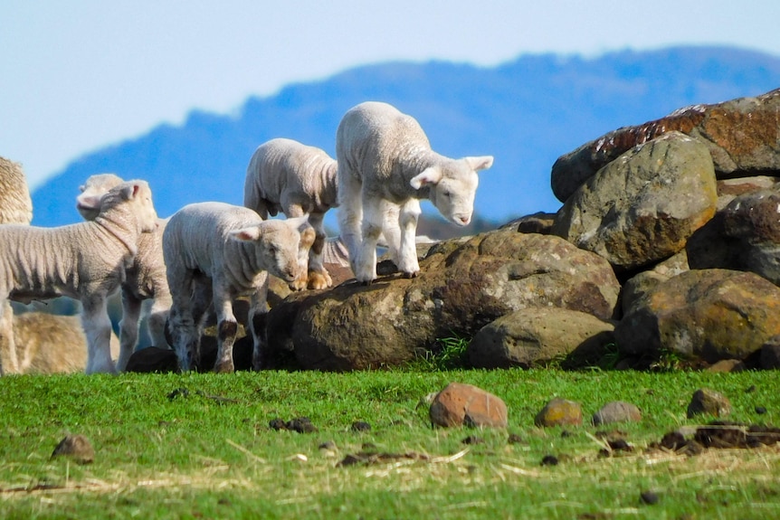 Newborn lambs frolic on the Kruger's farm