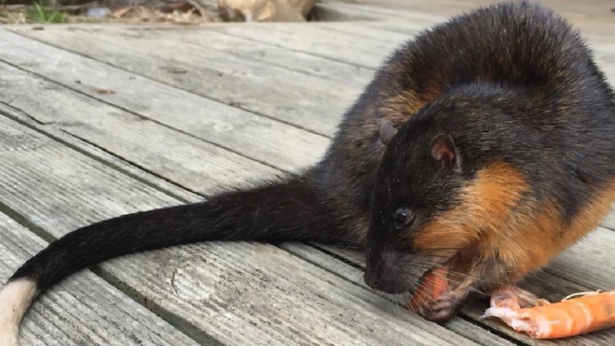 photo of a native rat Rakali