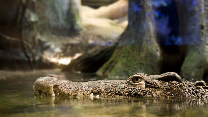 A saltwater crocodile sits with its head out of the water