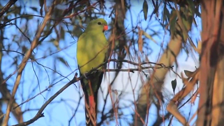 Regent parrot