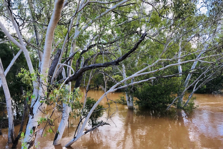 Fitzroy River flooding near Willare Bridge