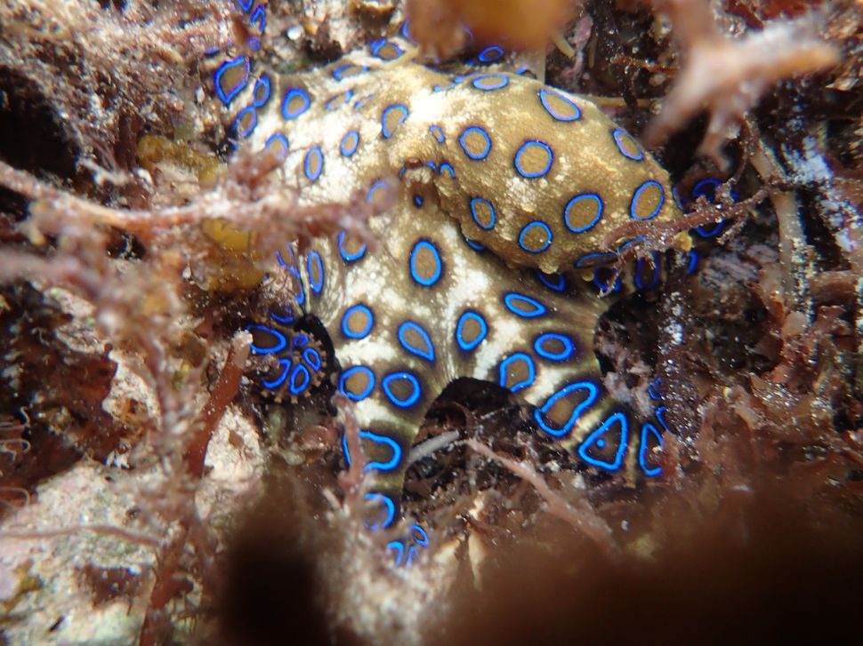 Venomous Blue-ringed Octopus Spotted In Scarborough Harbour - ABC News