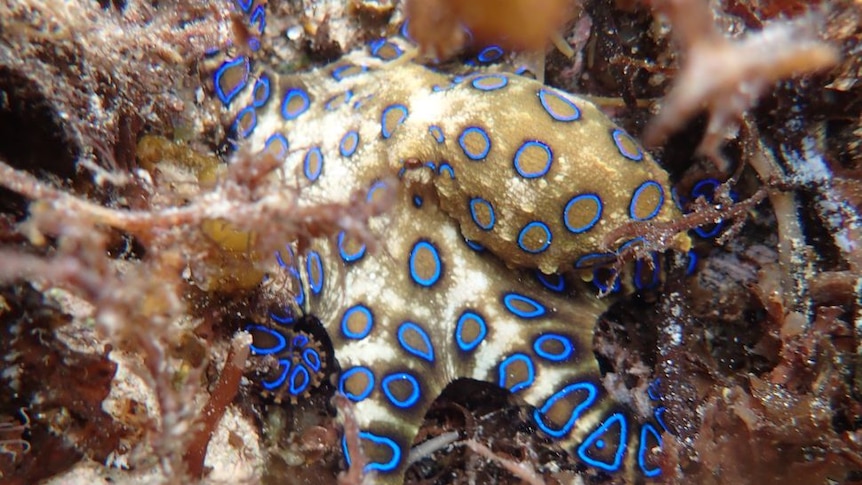 The blue-ringed octopus on the reef off the east coast of Australia.