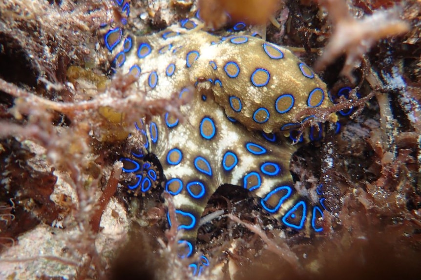 The blue-ringed octopus on the reef off the east coast of Australia.