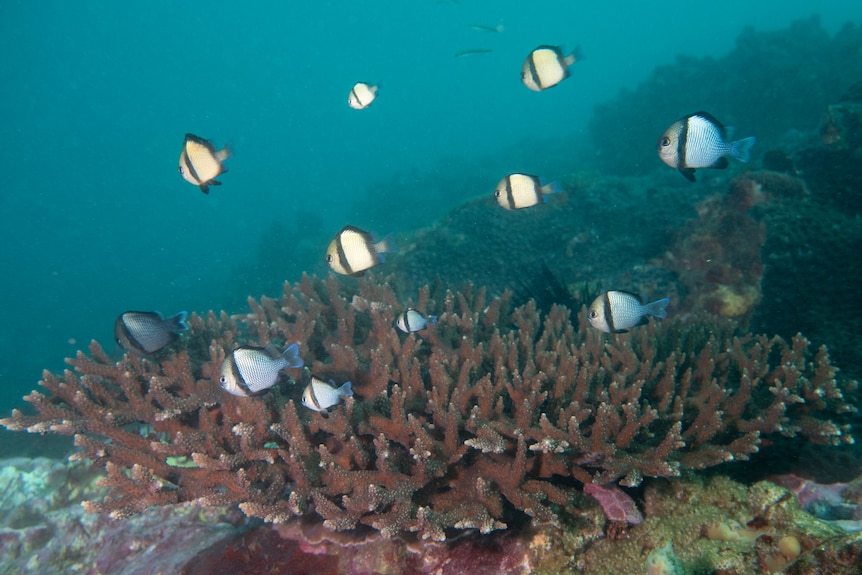 A small school of black and white tropical fish swim past a branching coral