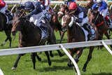Two horses near the finish of the Melbourne Cup as the rider on left urges his mount with the whip.