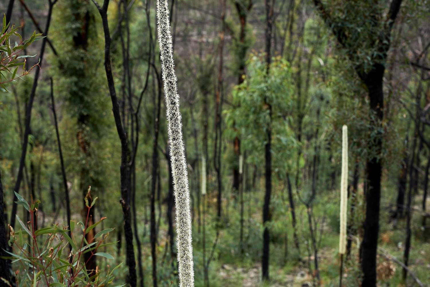 Burnt bushland with a tall slender white plant in the foreground.
