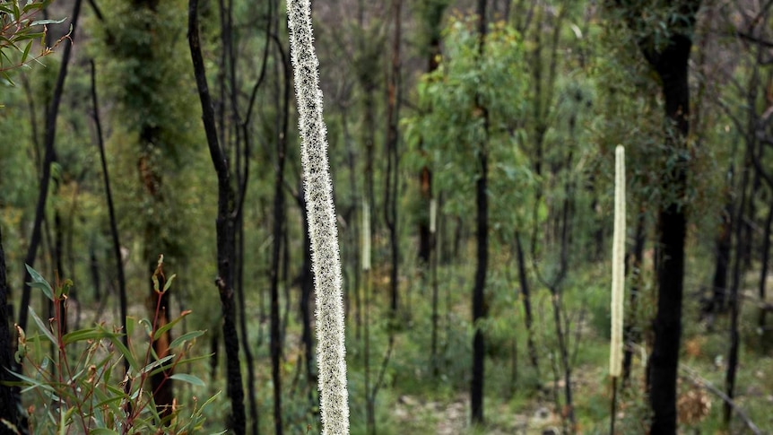 Burnt bushland with a tall slender white plant in the foreground.