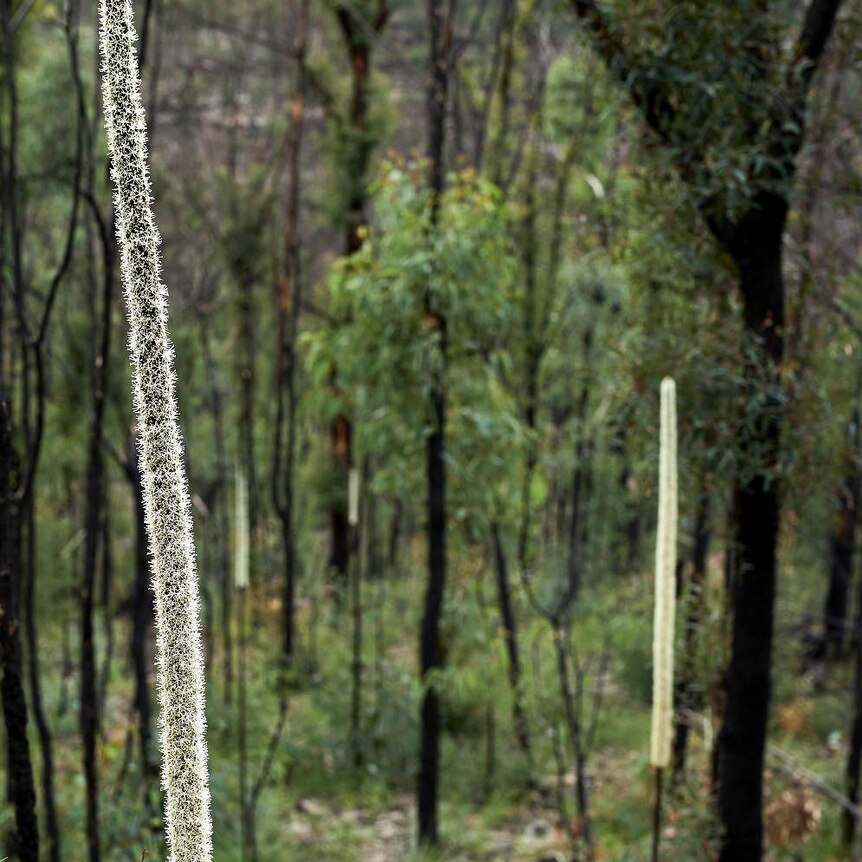 Burnt bushland with a tall slender white plant in the foreground.