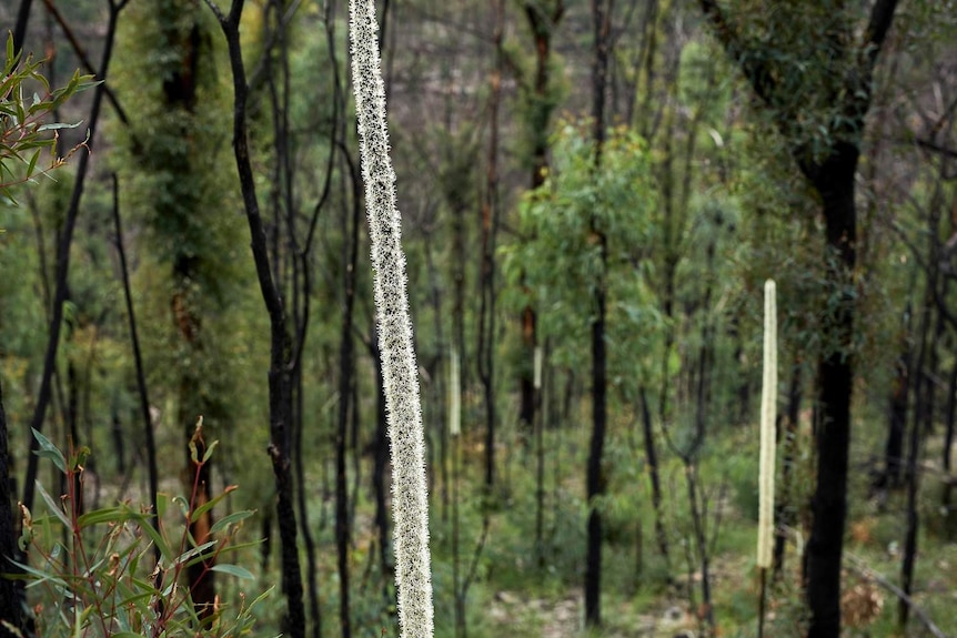 Burnt bushland with a tall slender white plant in the foreground.