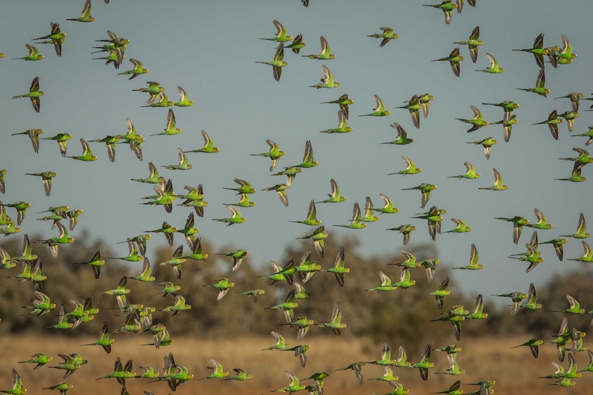 A flock of Budgerigars flying in the channel country, now a common site after the flood.