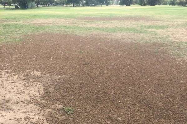 An overhead view of a paddock swarming with juvenile plague locusts