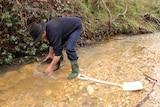 Matthew Kelava stands in a creek in gumboots, kneeling down, panning for gold.