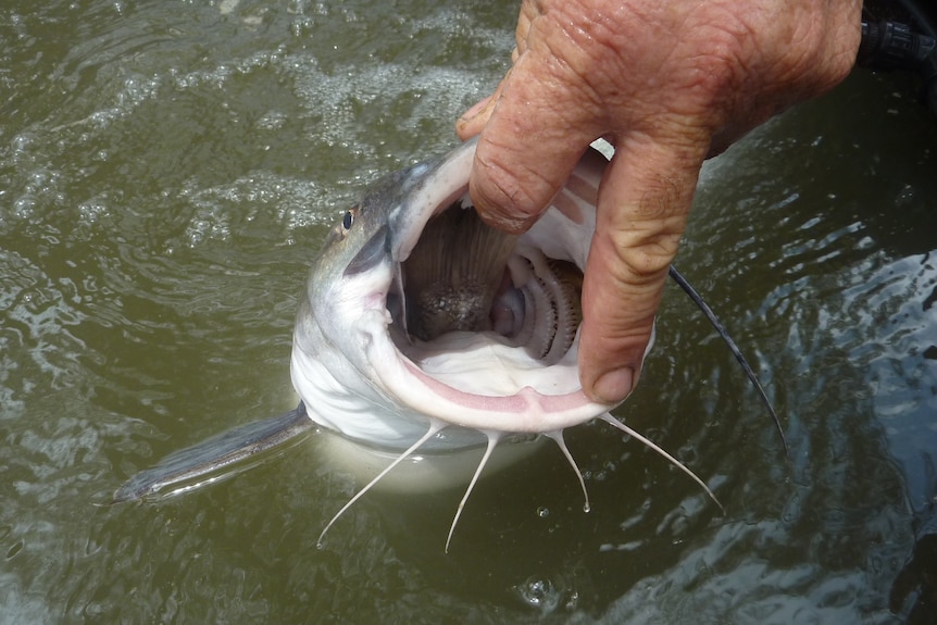 Someone holding open the mouth of a catfish. You can just see the tail of another fish at the back of its throat.