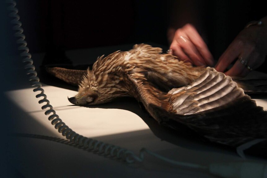 A photo of an upside down black kite that has been sedated.
