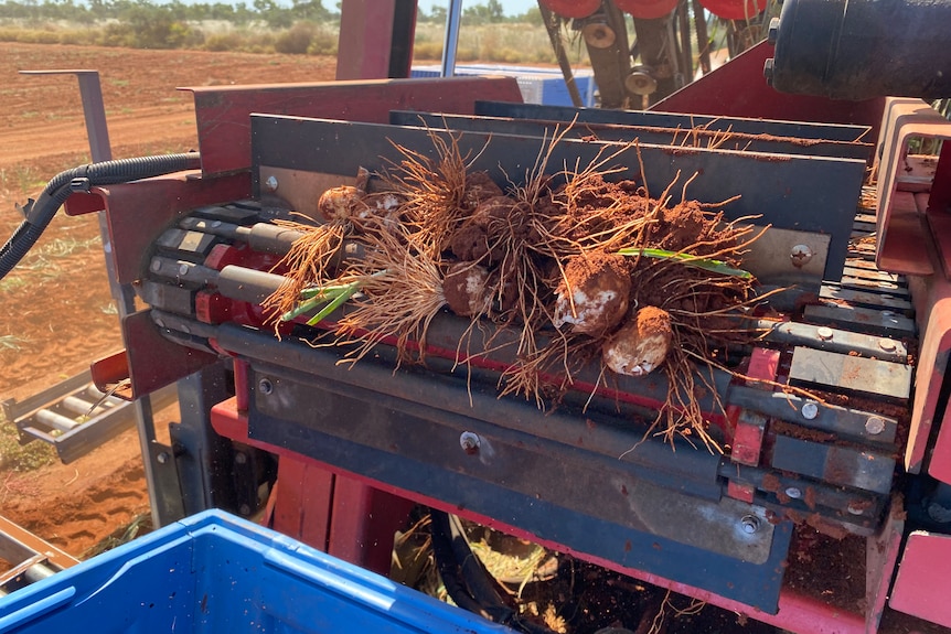 Dirty bulbs of garlic are being pushed to the end of a conveyor belt to a blue container on the back of a garlic harvester.