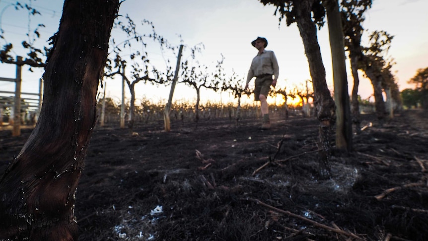 Topper's Mountain vineyard owner Mark Kirkby walks through his singed vines as fires continue to burn in in the background.