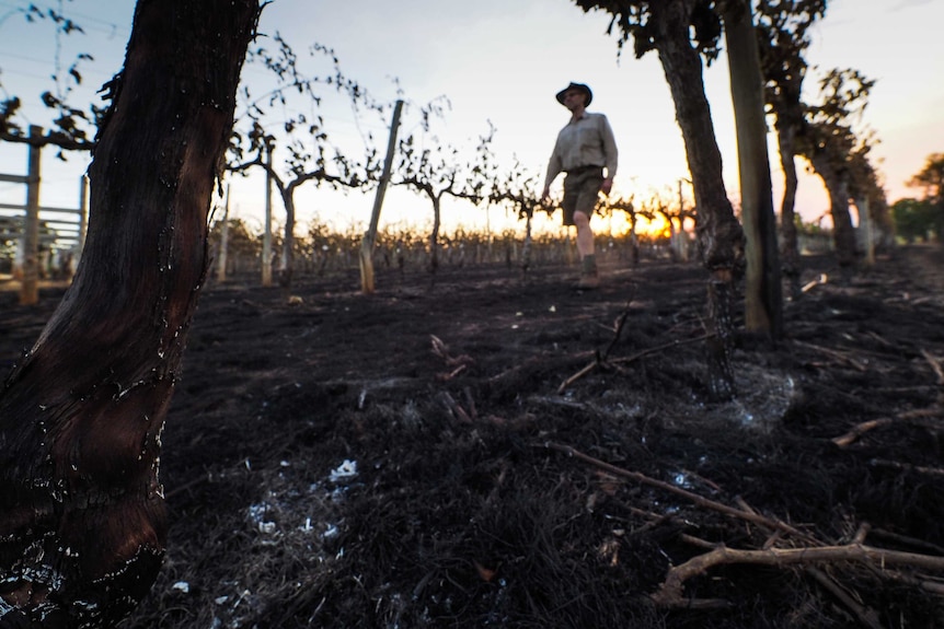 Topper's Mountain vineyard owner Mark Kirkby walks through his singed vines as fires continue to burn in in the background.
