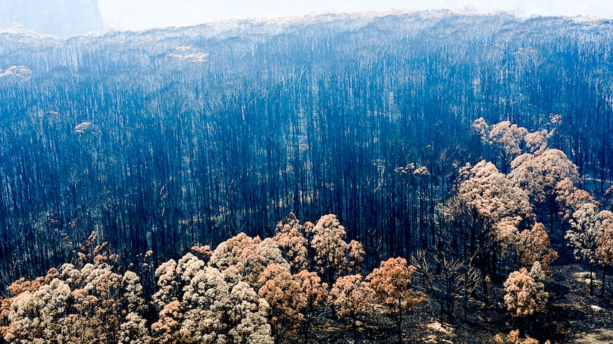 An area of blackened out bushland