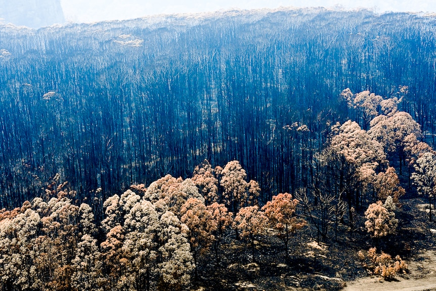 An area of blackened out bushland