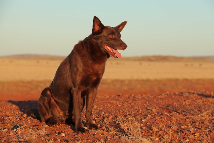 Koko starring in the 2011 Australian film Red Dog directed by Kriv Stenders.