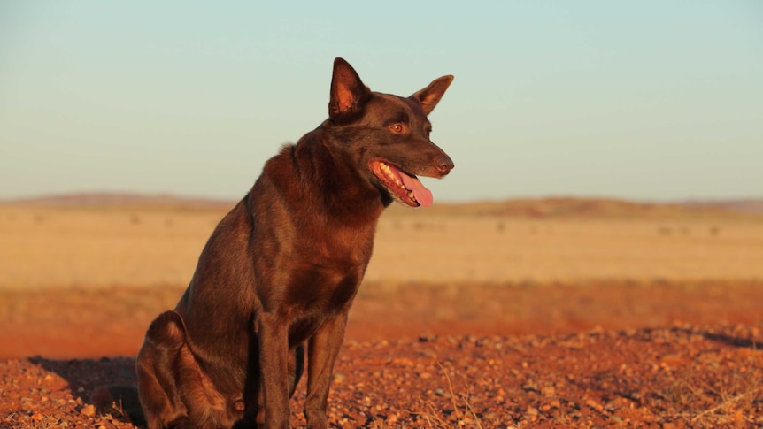 Koko starring in the 2011 Australian film Red Dog directed by Kriv Stenders.