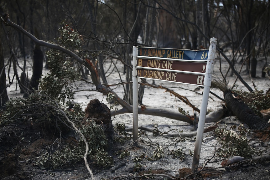 A burnt out sign surrounded by charred trees