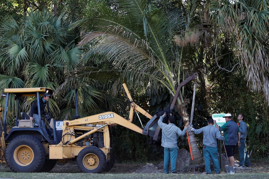 Workers with a digger and shovels plant mature palm trees outside Donald Trump's golf course