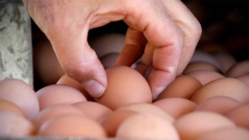 Eggs collected at Adam Walmsley's farm in Gerringong.
