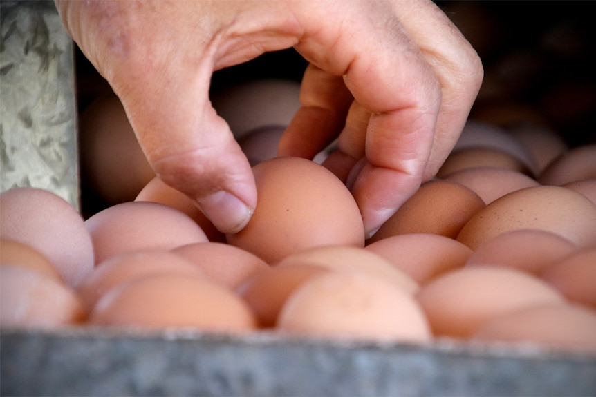 Eggs collected at Adam Walmsley's farm in Gerringong.