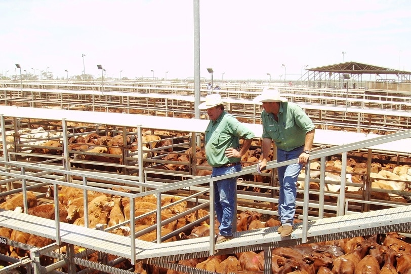 Two livestock agents on the catwalk at the Roma Saleyards.