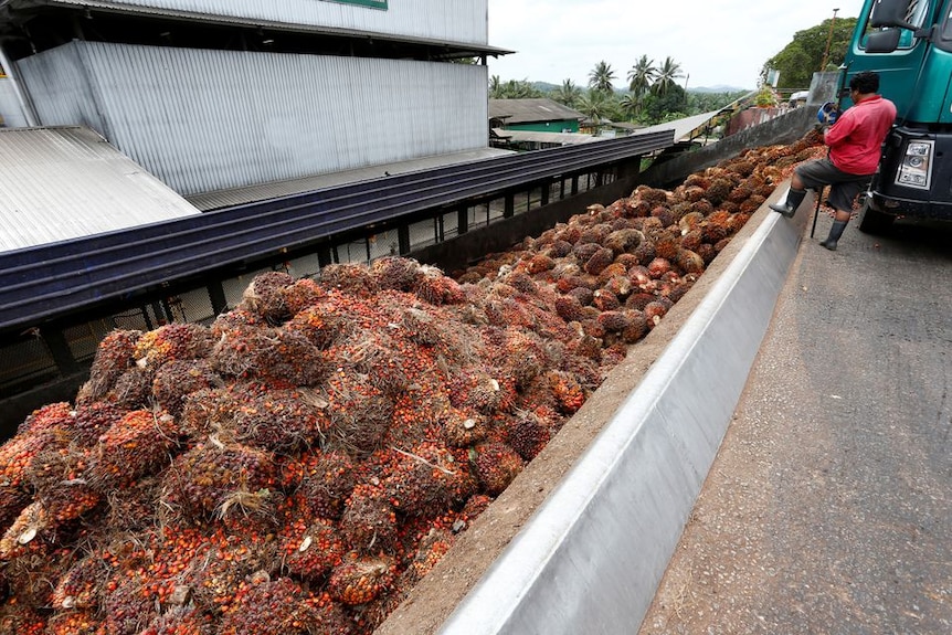 palm oil fruits malaysia reuters