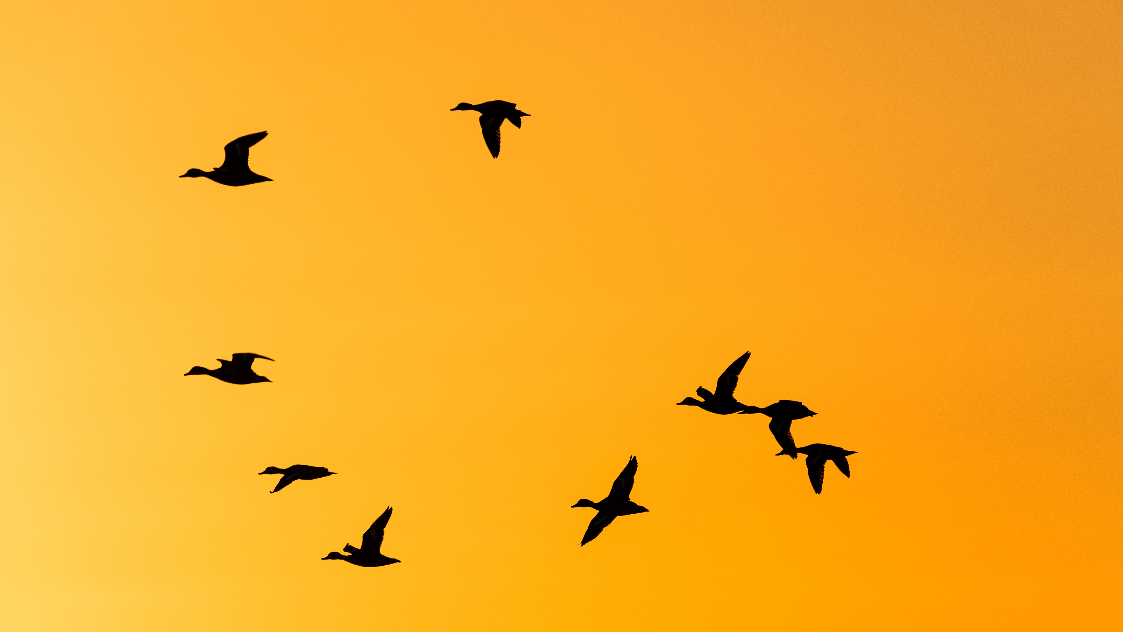 Nine flying ducks silhouetted against an orange sky.