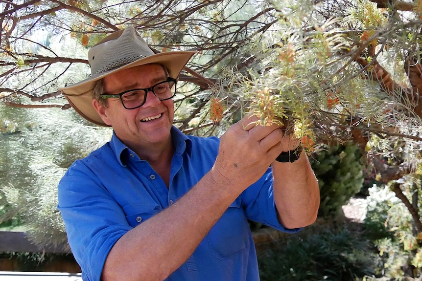 A man inspects a grevillea flower