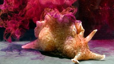 A beige sea snail, with four antenan like protrusions in front, and paralell frills along its back emits a cloud of ink in water