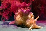 A beige sea snail, with four antenan like protrusions in front, and paralell frills along its back emits a cloud of ink in water