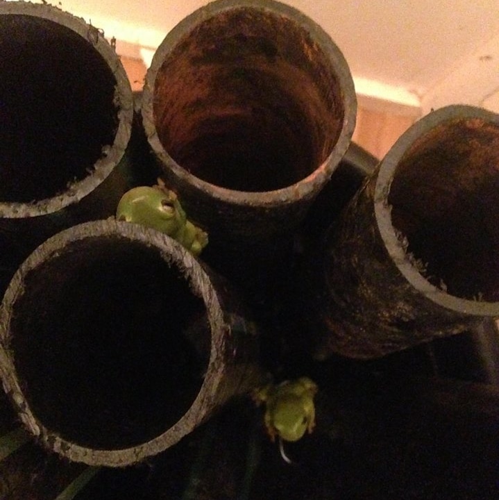 Birds eye view of two green frogs sitting between brown poly pipes.