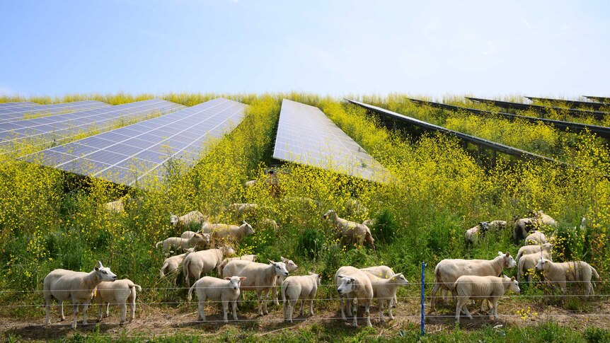 Sheep in a paddock of a crop with yellow flowers with large solar cells embedded in it